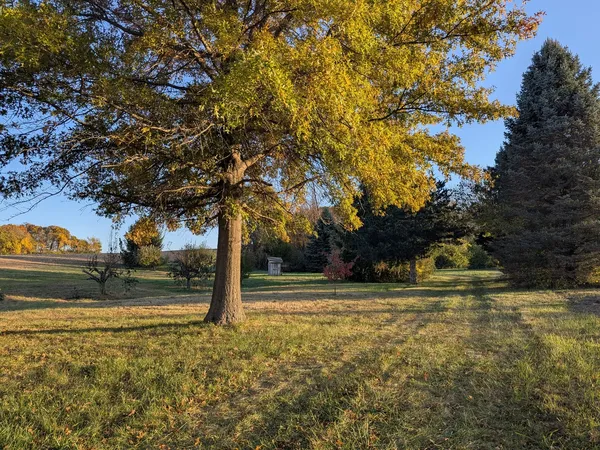 a view of a yard with an tree