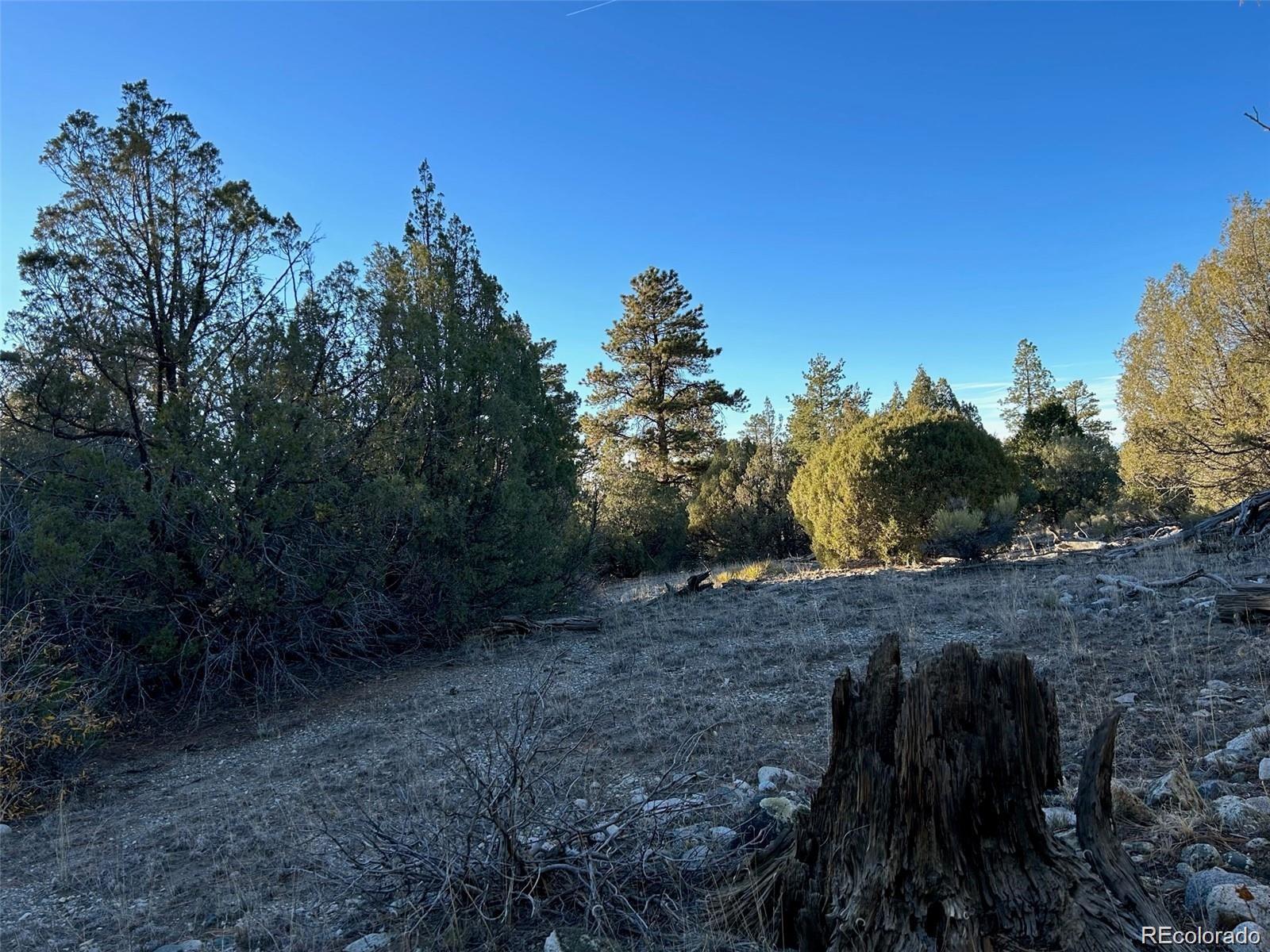 Big Bear Road Mosca, CO 81146 - Photo 11 of 14 a view of a yard with plants and trees