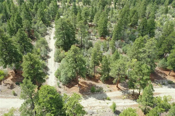 a view of a forest with a tree
