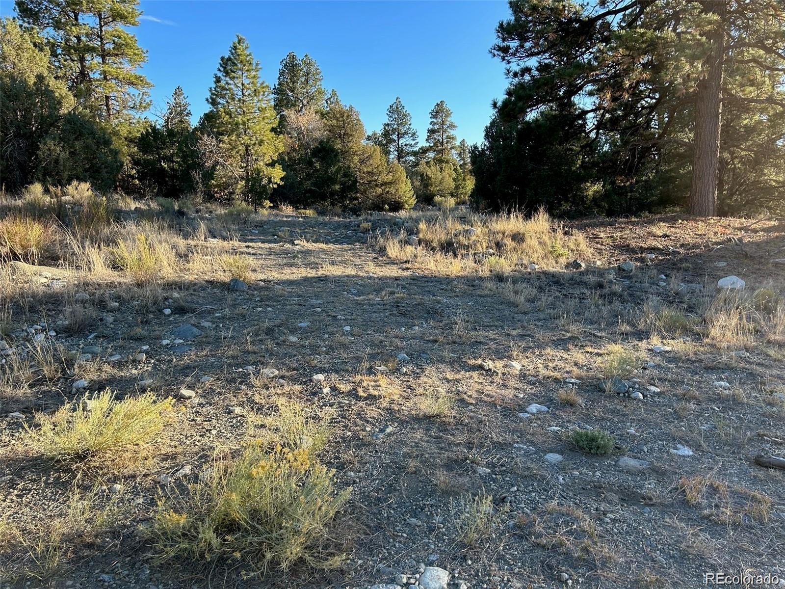 Big Bear Road Mosca, CO 81146 - Photo 7 of 14 a view of a yard with a tree