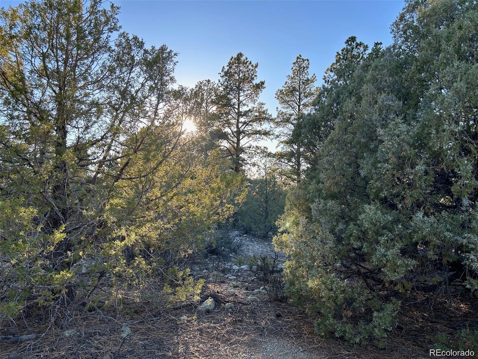 Big Bear Road Mosca, CO 81146 - Photo 9 of 14 a view of a forest with lots of trees