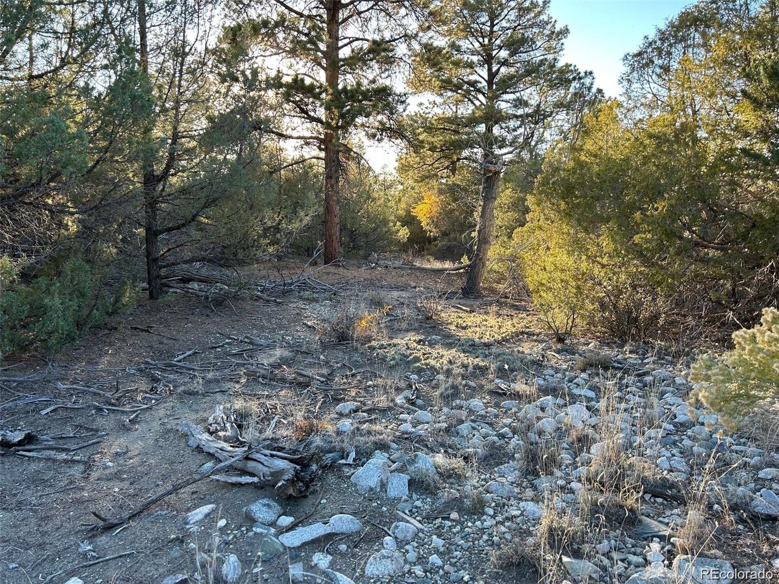 Big Bear Road Mosca, CO 81146 - Photo 10 of 14 a view of a forest with trees in the background