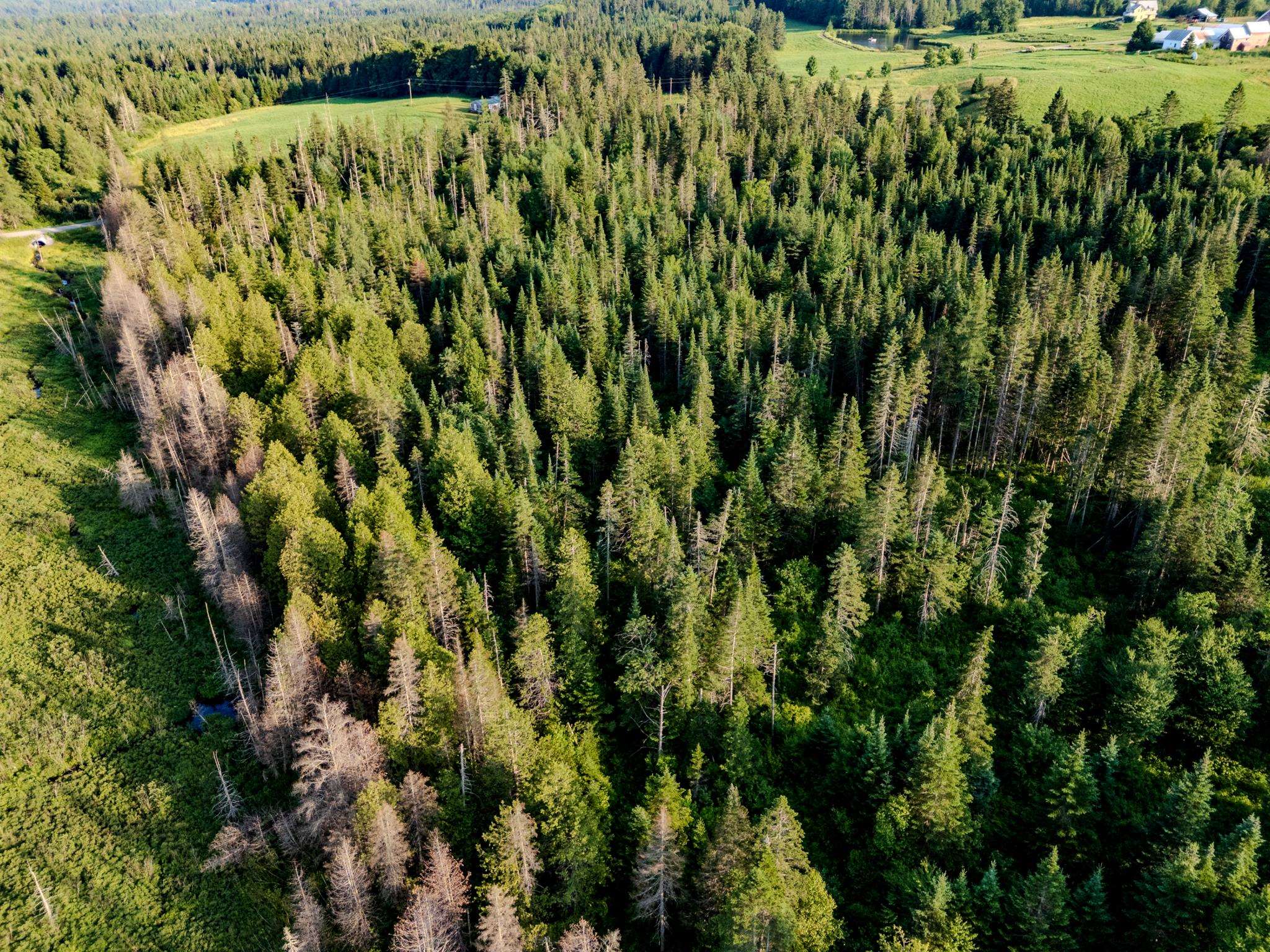 0 Watson Road Hardwick, VT 05843 - Photo 11 of 48