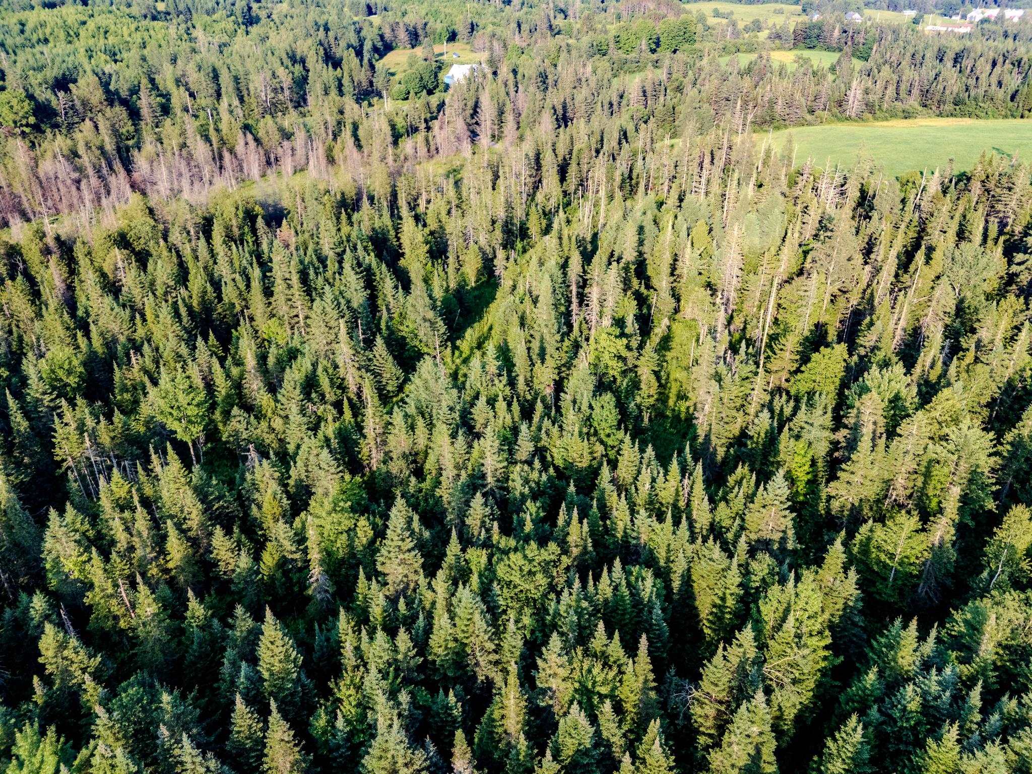 0 Watson Road Hardwick, VT 05843 - Photo 8 of 48