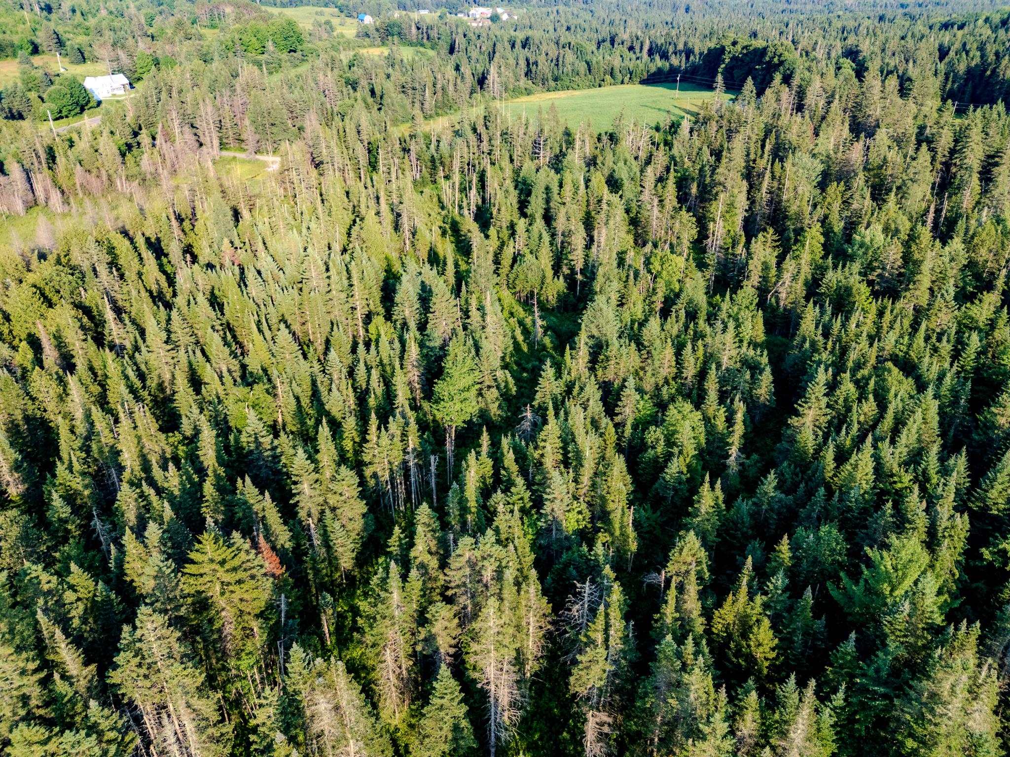 0 Watson Road Hardwick, VT 05843 - Photo 9 of 48