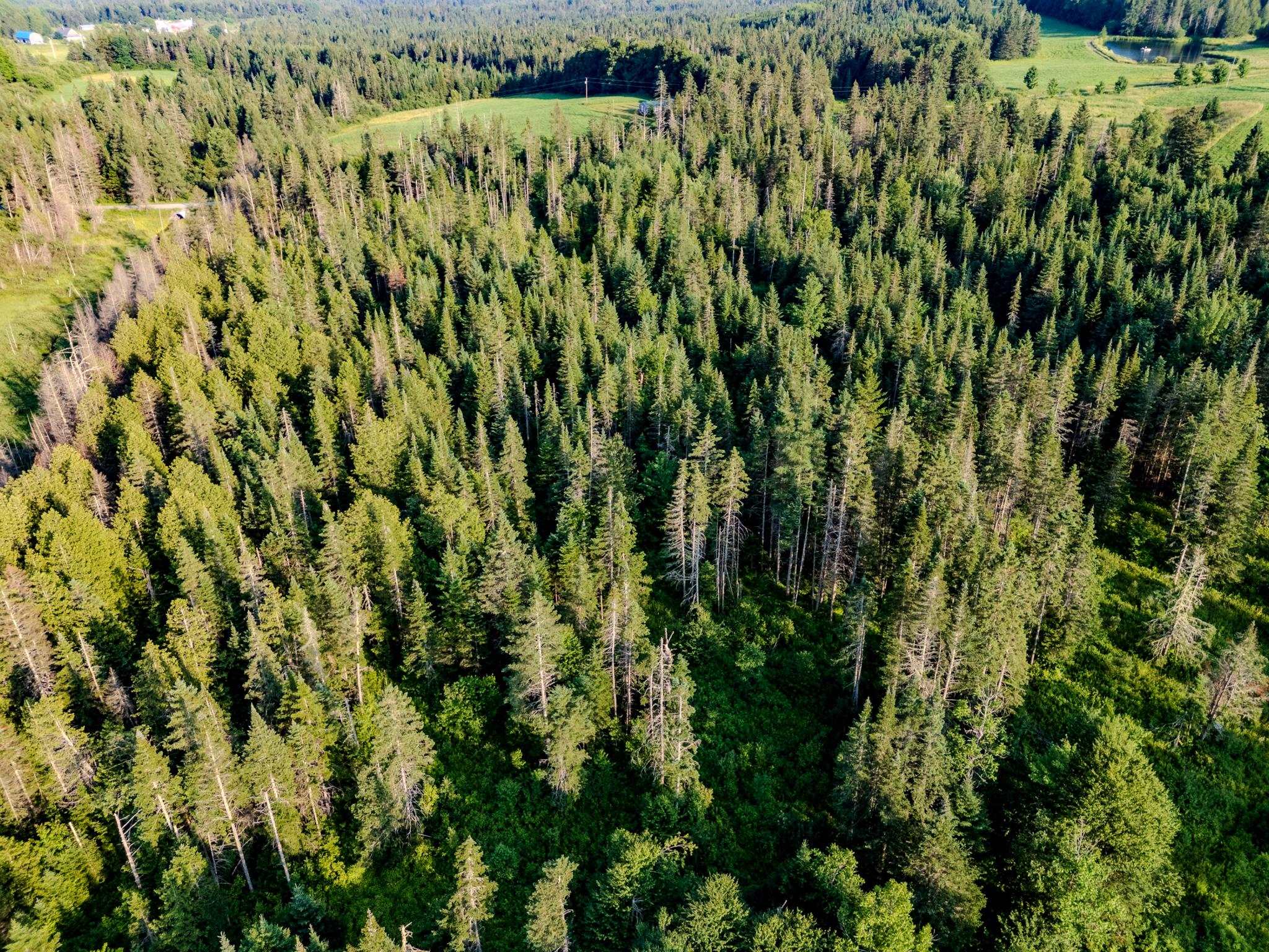 0 Watson Road Hardwick, VT 05843 - Photo 10 of 48