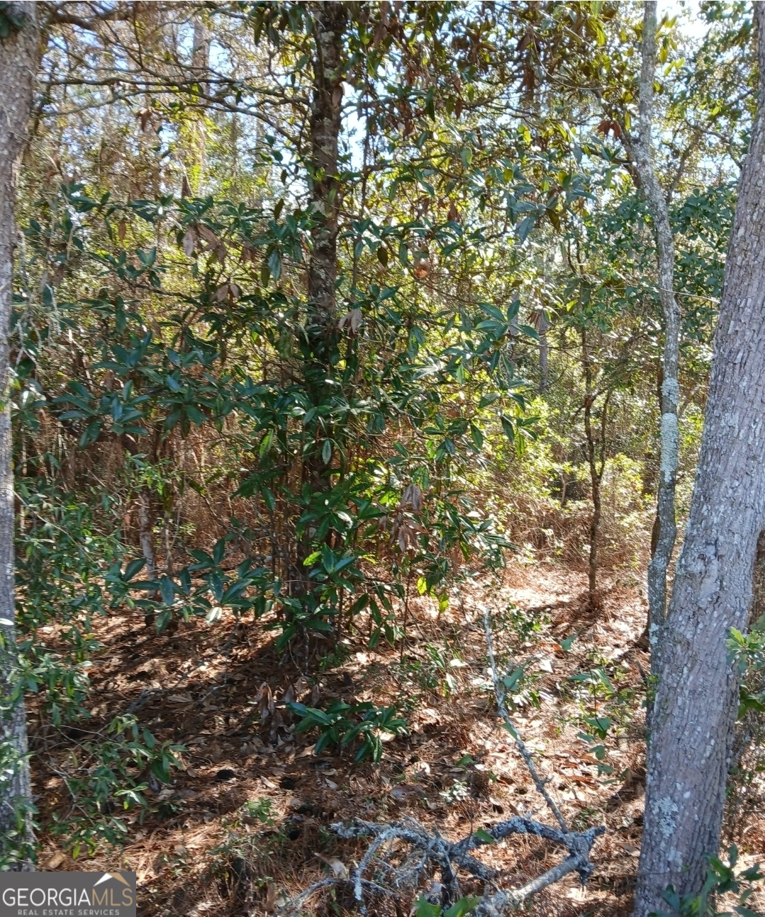 1 Owen Spatcher Road, Unit LOT 1 Folkston, GA 31537 - Photo 6 of 14 a view of a tree