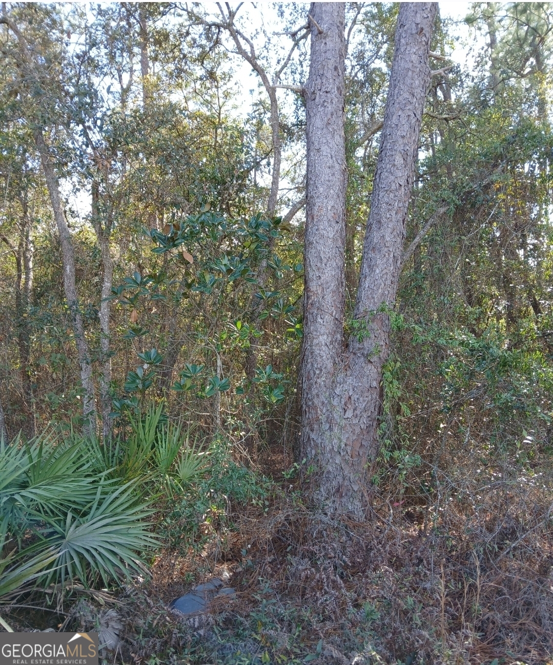 1 Owen Spatcher Road, Unit LOT 1 Folkston, GA 31537 - Photo 10 of 14 a view of a forest filled with trees