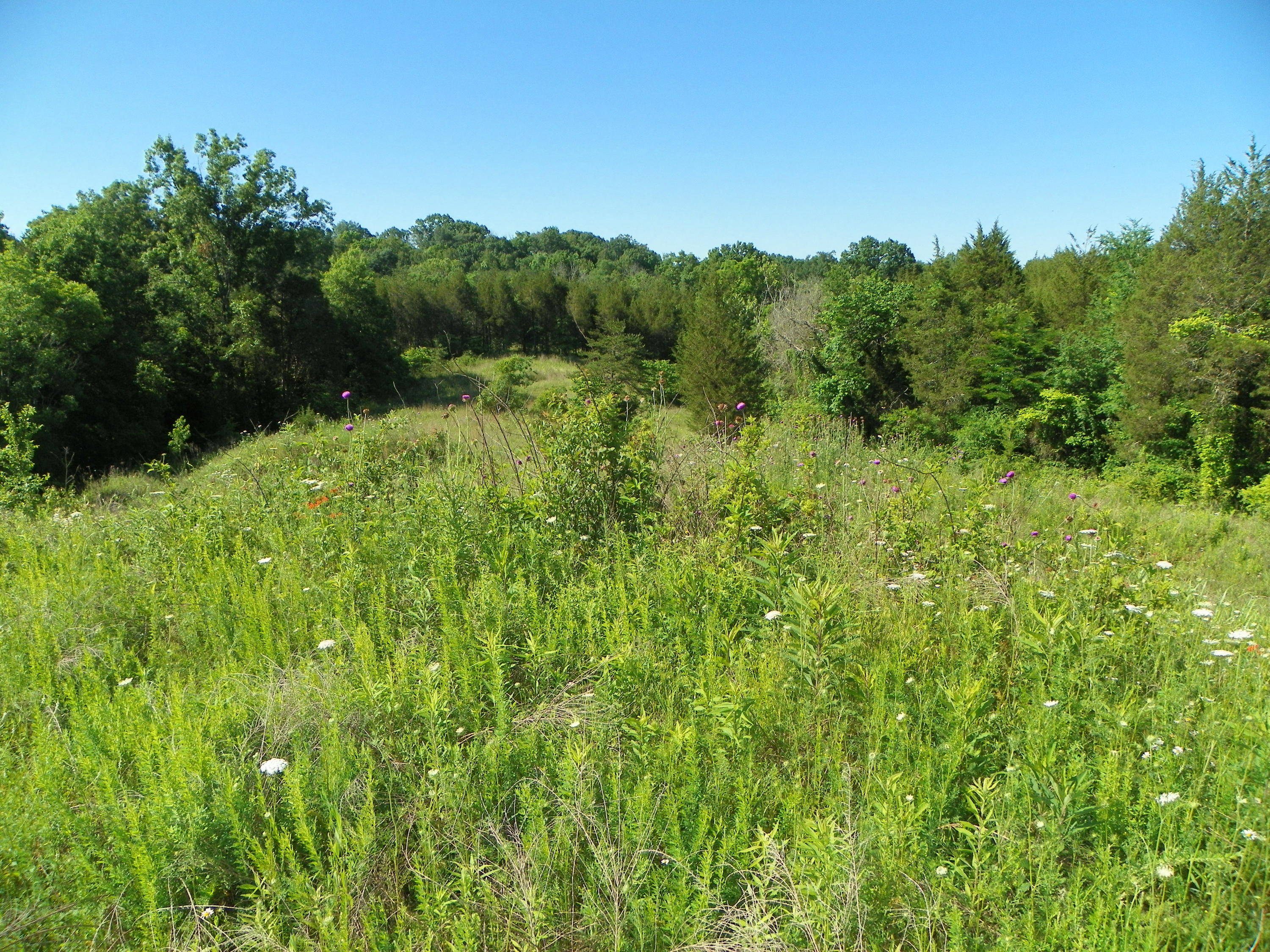 Fortenberry Road Strawberry Plains, TN 37871 - Photo 1 of 20 100_0433