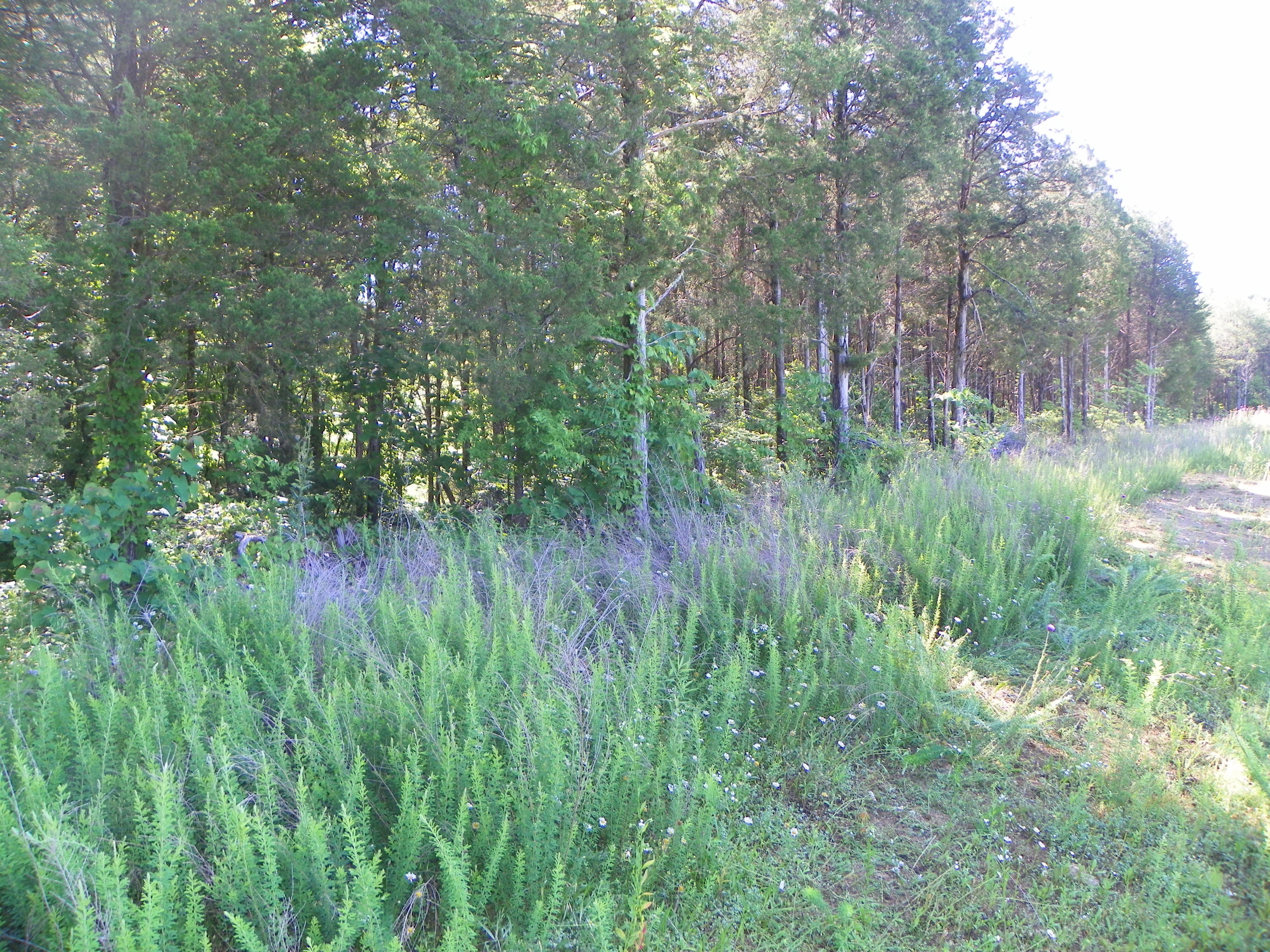 Fortenberry Road Strawberry Plains, TN 37871 - Photo 11 of 20 Combination Timber-Pasture