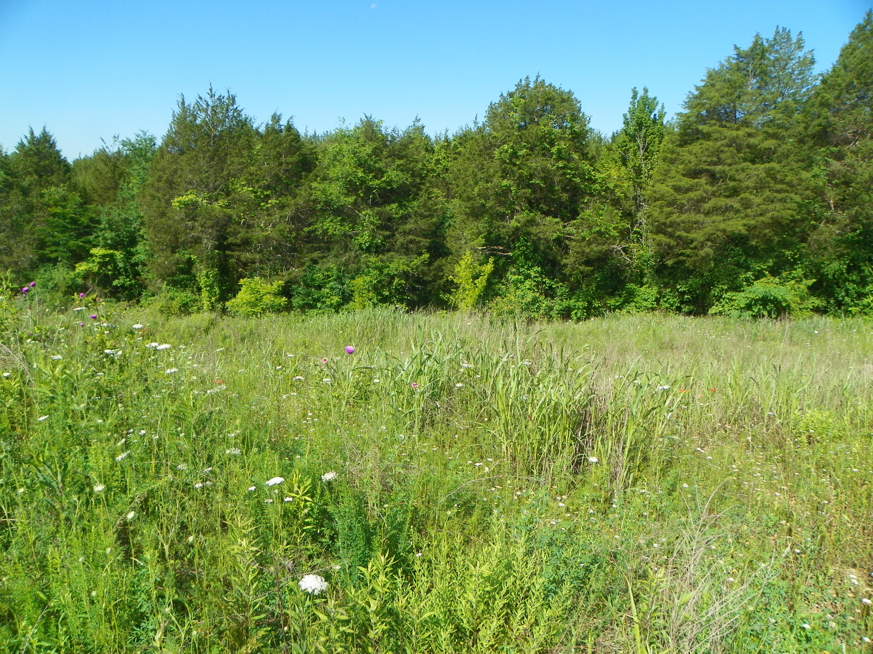Fortenberry Road Strawberry Plains, TN 37871 - Photo 3 of 20 100_0434