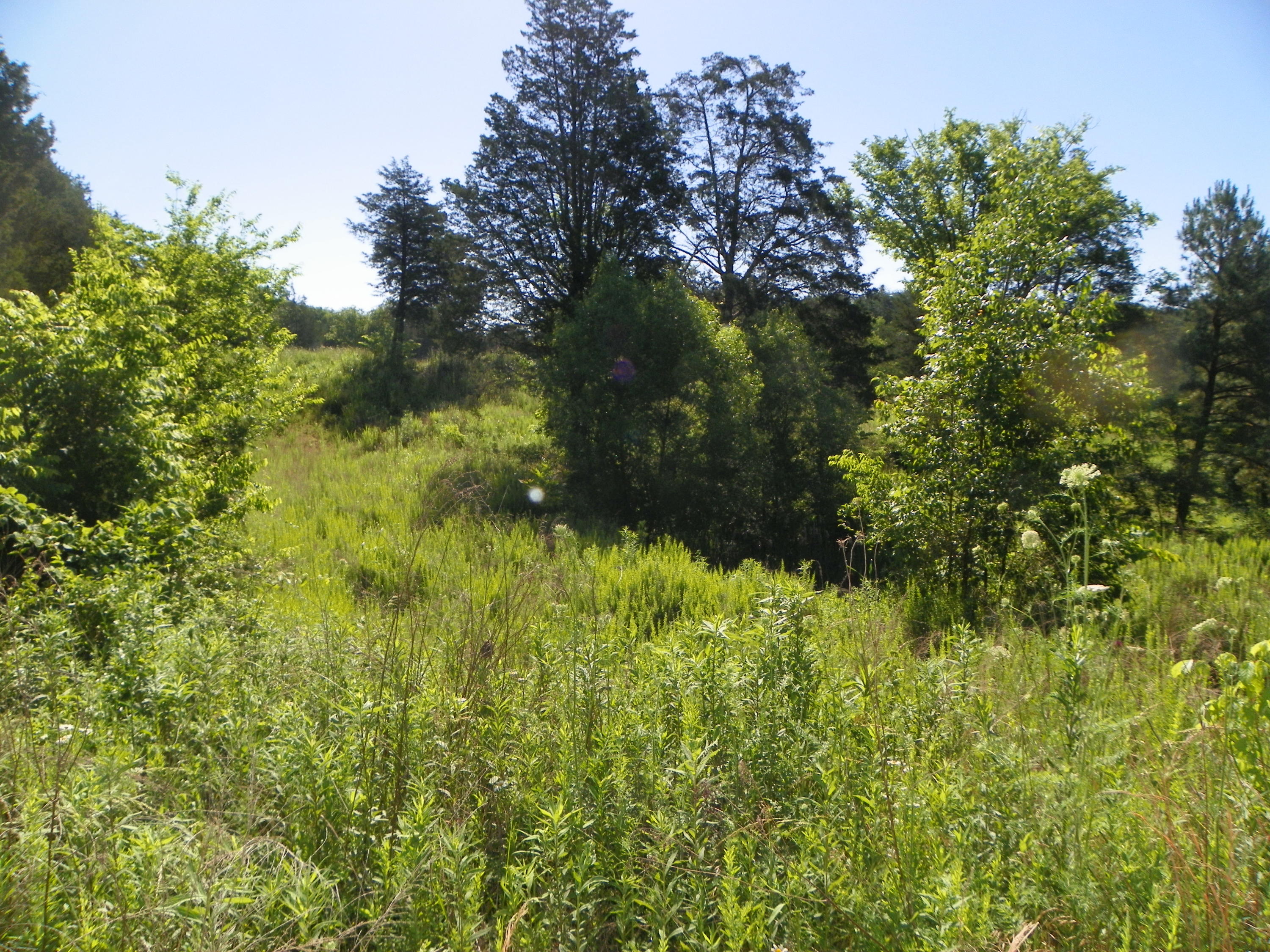 Fortenberry Road Strawberry Plains, TN 37871 - Photo 4 of 20 100_0424