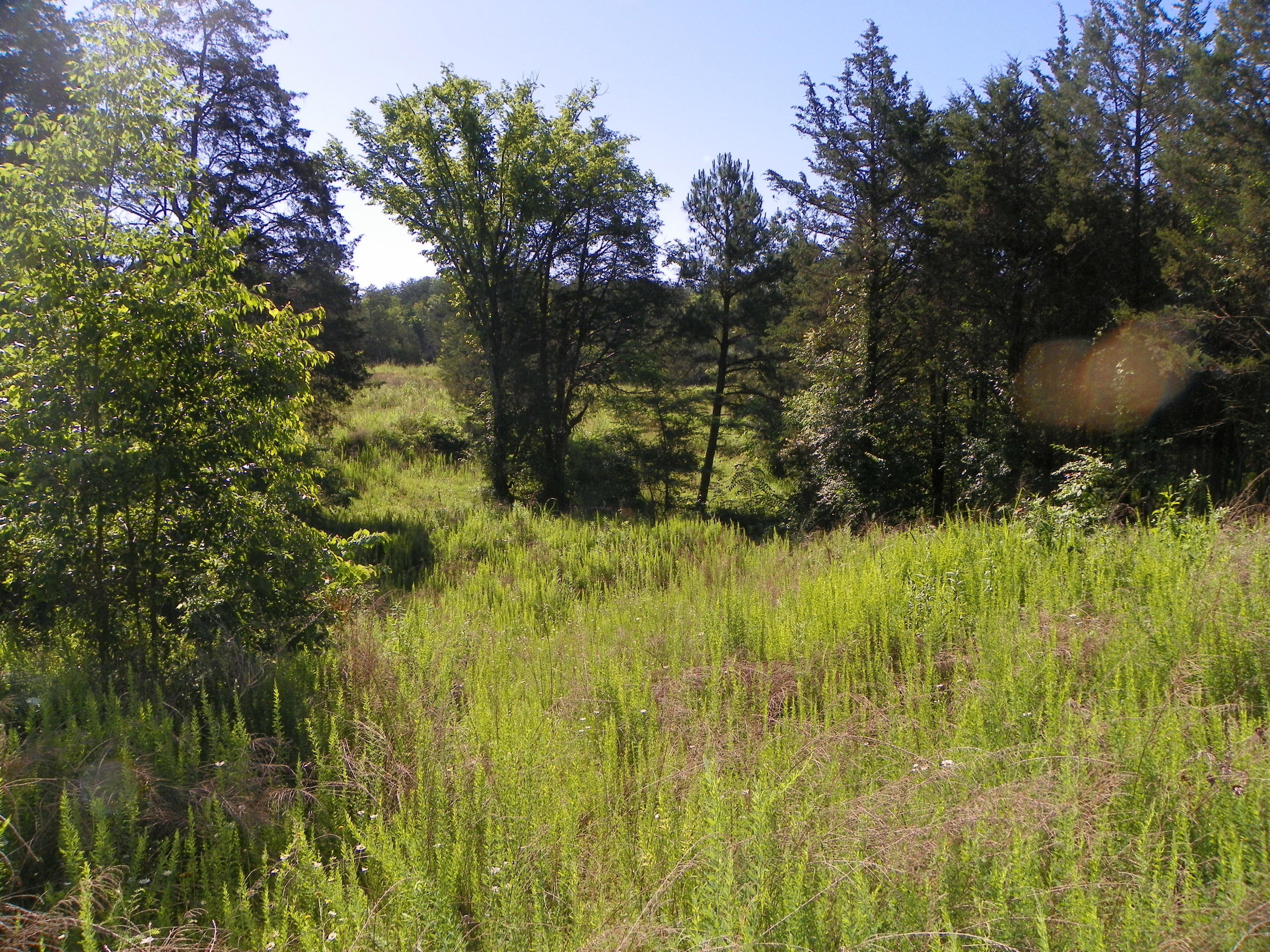 Fortenberry Road Strawberry Plains, TN 37871 - Photo 6 of 20 100_0425