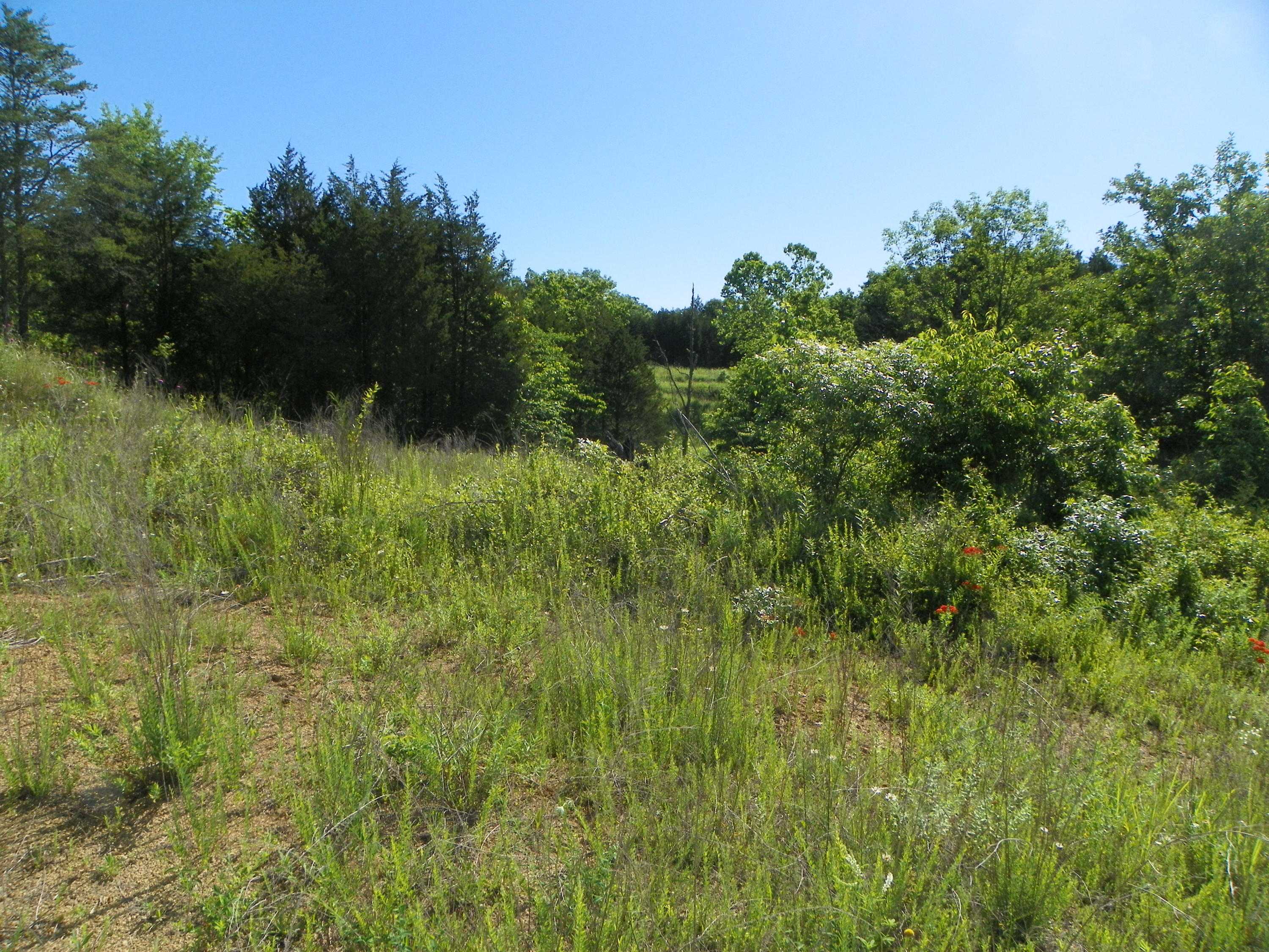 Fortenberry Road Strawberry Plains, TN 37871 - Photo 8 of 20 100_0435