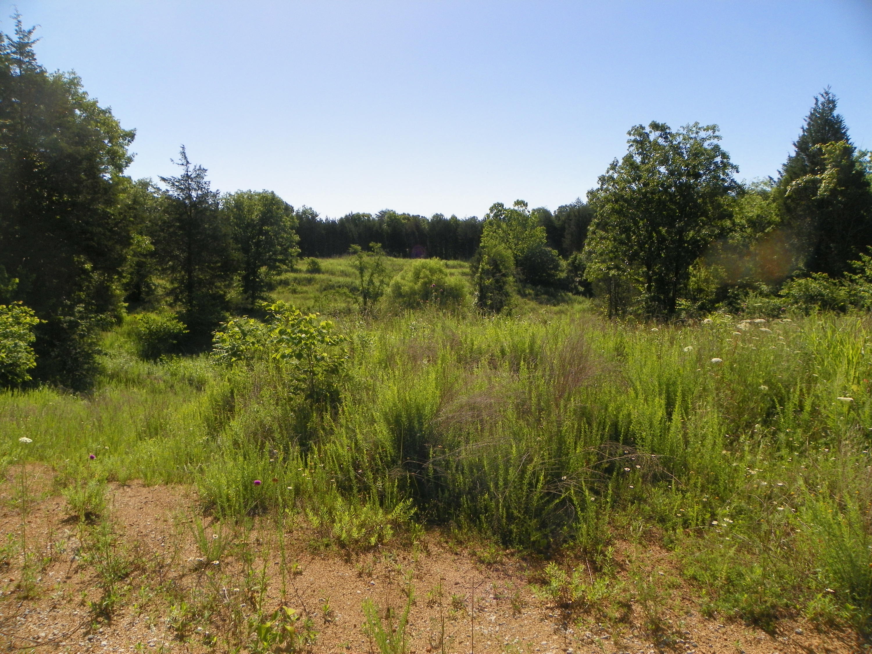 Fortenberry Road Strawberry Plains, TN 37871 - Photo 10 of 20 Cleared and Timber