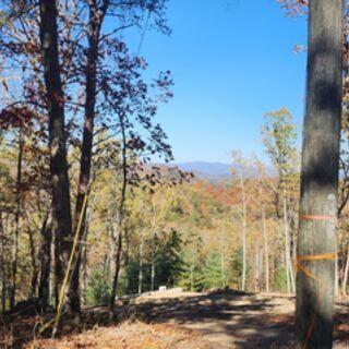 a view of a yard with plants and trees