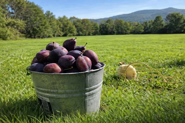 $1,300,000 | 882 Mitchell Road, Shrewsbury, VT 05738