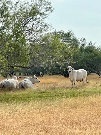 $1,200,000 | 13789 East FM 1944, Odem, TX 78370