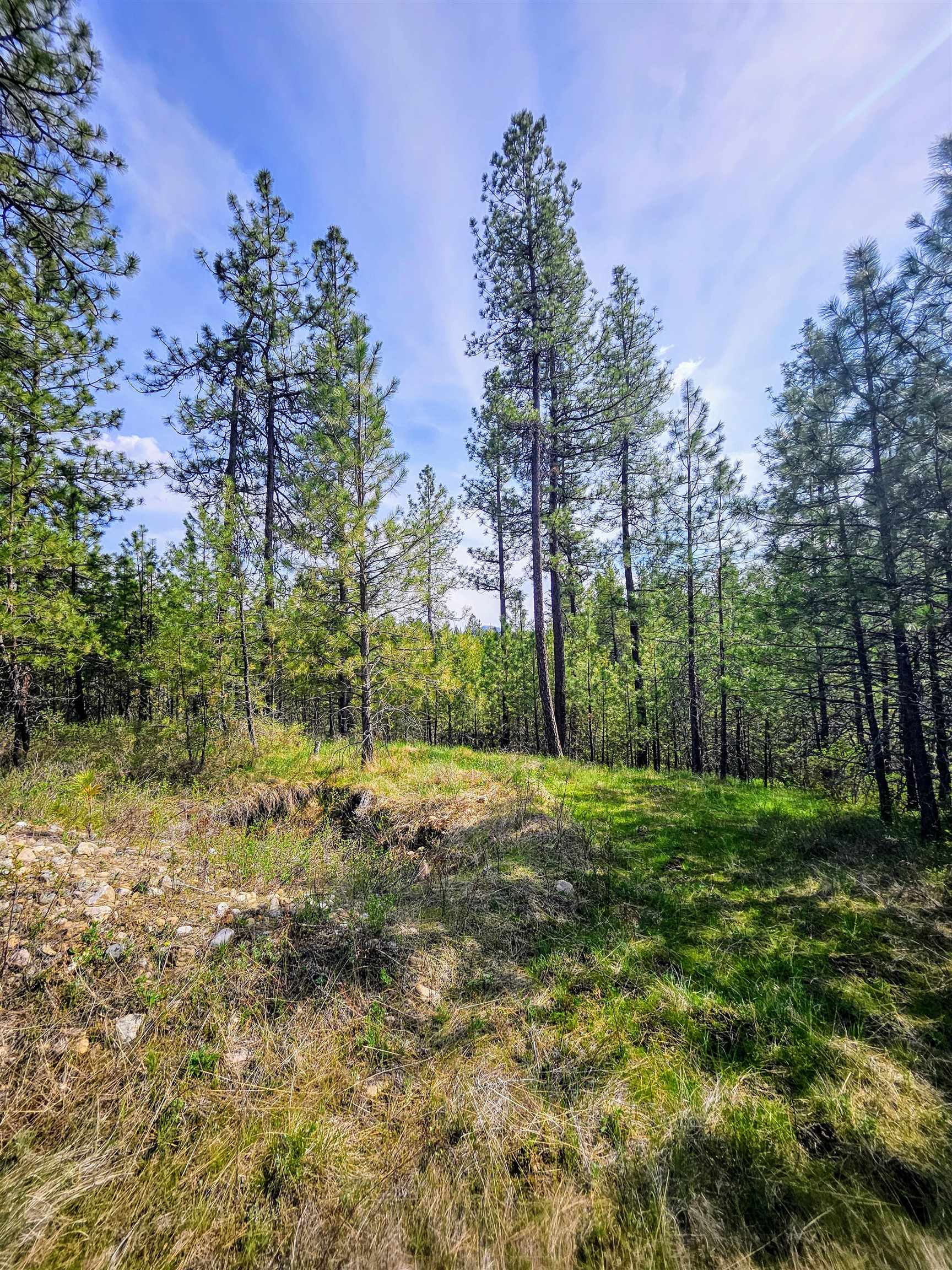 4464 Woods Way Springdale, WA 99173 - Photo 30 of 42