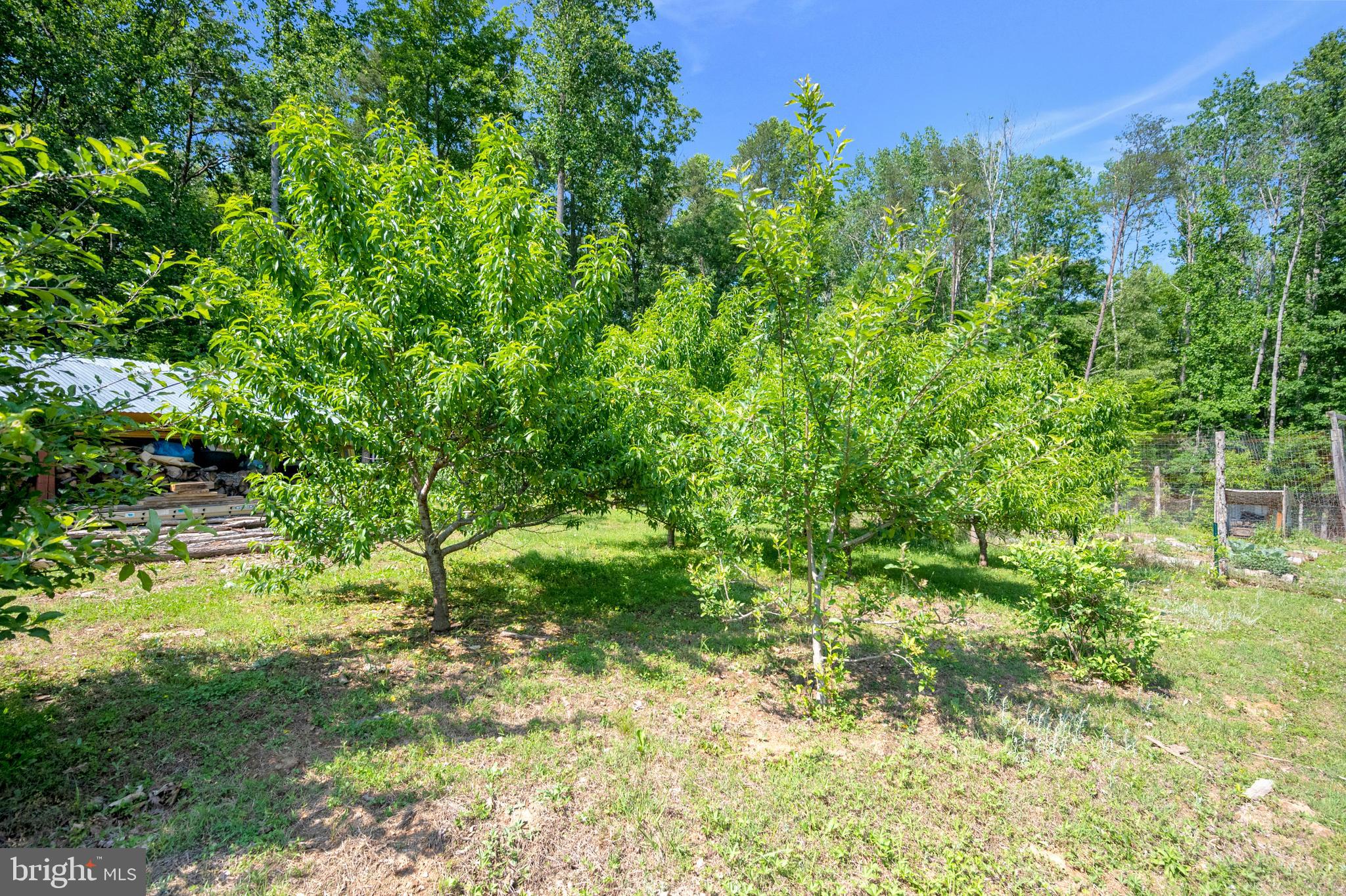 28229 Beech Drive Rhoadesville, VA 22542 - Photo 59 of 62 Apple, pear, and peach trees