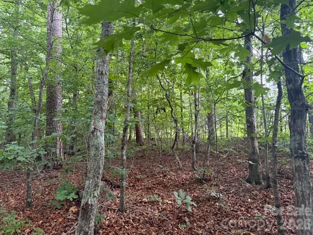 9999 Bill Collins Road Columbus, NC 28722 - Photo 8 of 17 a view of a forest with lots of trees