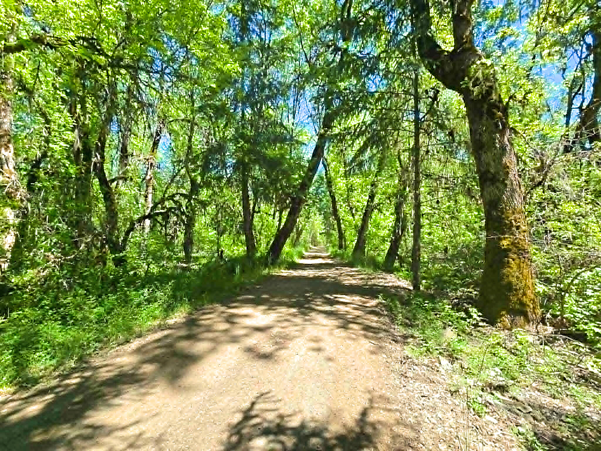 836 Ulrich Road Prospect, OR 97536 - Photo 39 of 47 a view of a yard with plants and trees