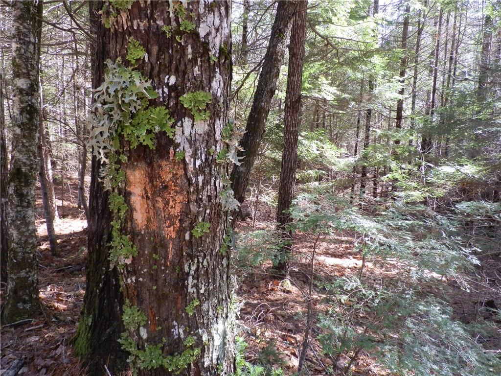 Lot 23 Lilly Pond Road Beddington, ME 04622 - Photo 19 of 29 Photo