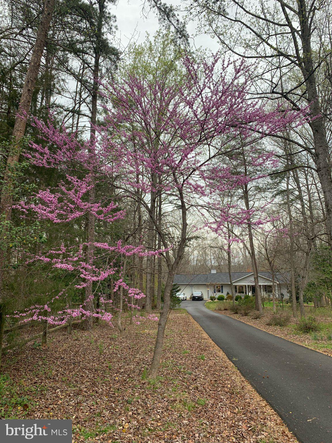 230 Richards Ferry Road Fredericksburg, VA 22406 - Photo 76 of 96 Blossoming trees line a serene drive.