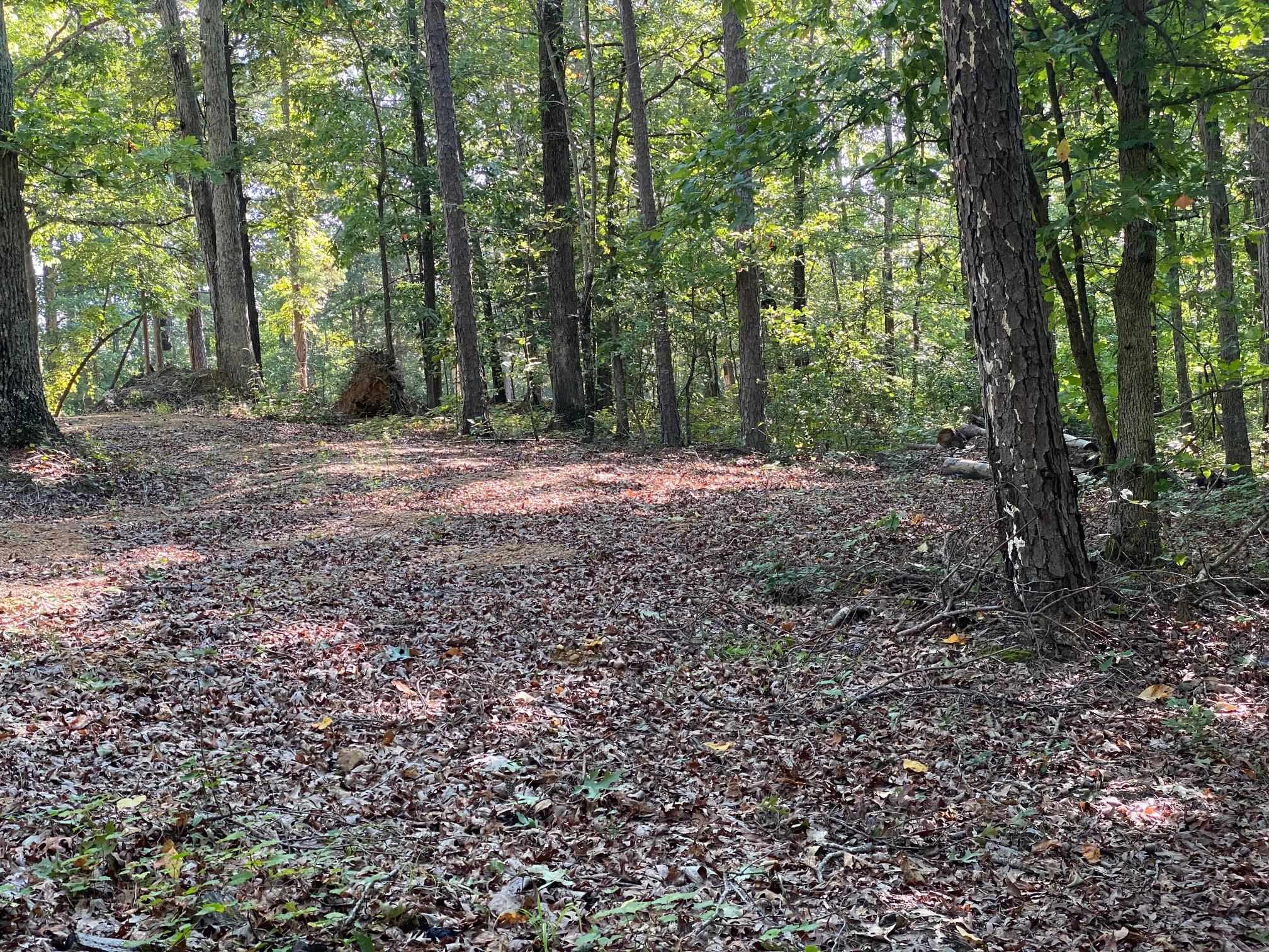 65 Lilly Taylor Road Pocahontas, TN 38061 - Photo 12 of 18 View of tree filled area