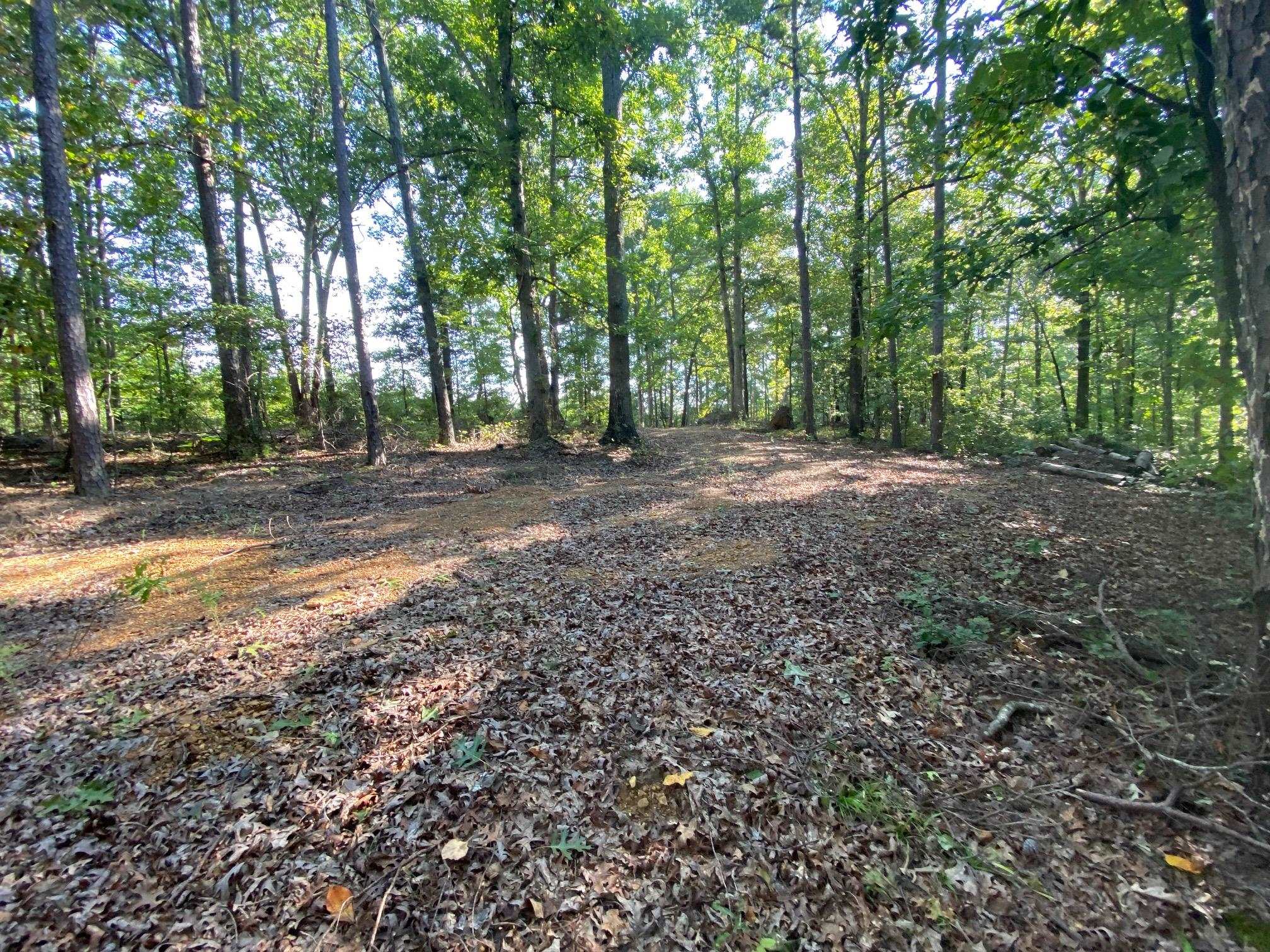 65 Lilly Taylor Road Pocahontas, TN 38061 - Photo 9 of 18 View of local wilderness