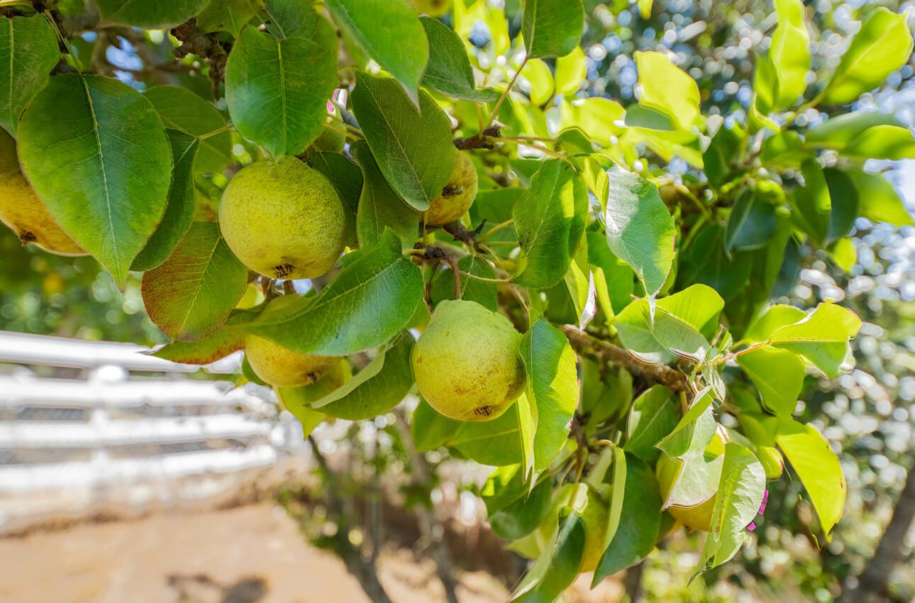 17945 Pesante Road Salinas, CA 93907 - Photo 12 of 49