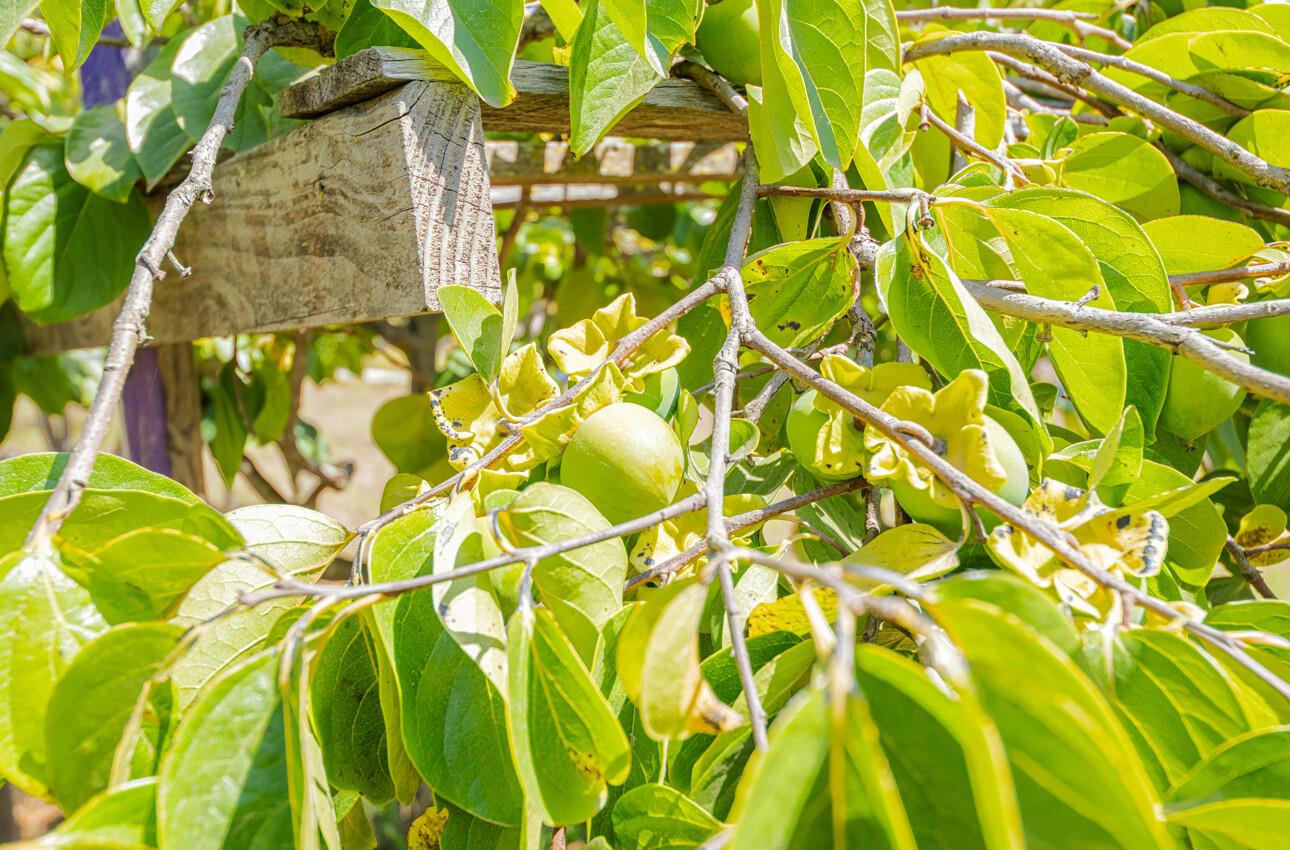 17945 Pesante Road Salinas, CA 93907 - Photo 49 of 49