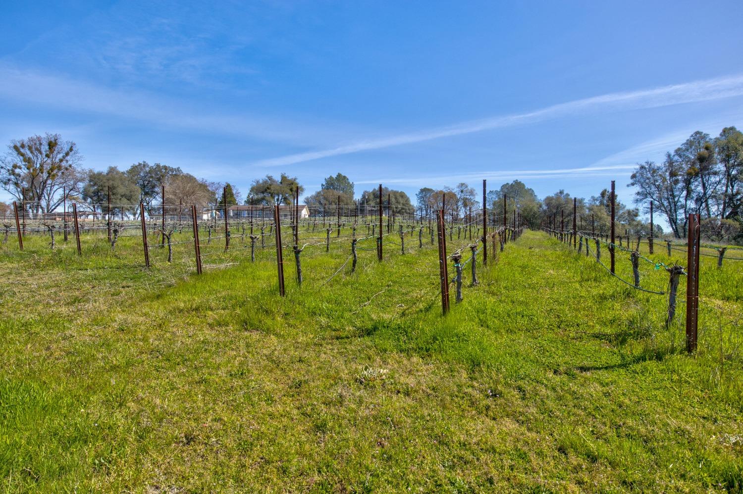 Undisclosed Address Somerset, CA 95684 - Photo 43 of 90 a view of a large garden with a building in the background