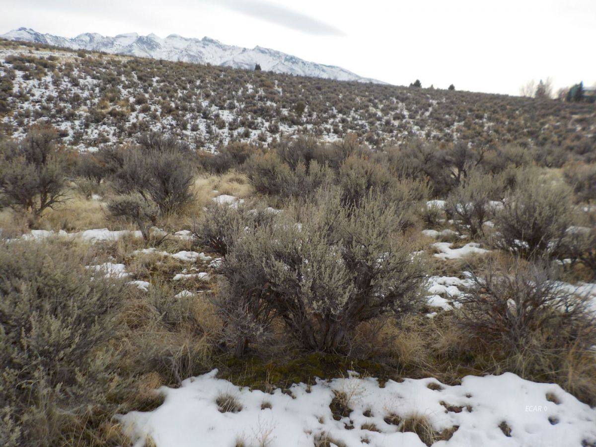 Tbd Hog Tommy Road Spring Creek, NV 89815 - Photo 1 of 3