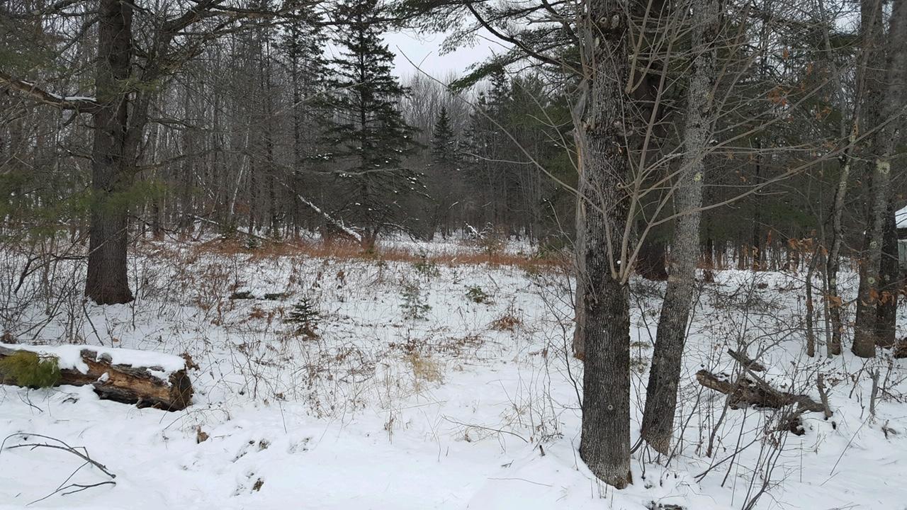 0 Cuddy Road Cambridge, ME 04923 - Photo 3 of 4 00 Cuddy Rd Pic 2