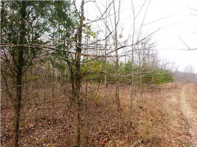 0 Tedrow Road Shoals, IN 47581 - Photo 11 of 13
