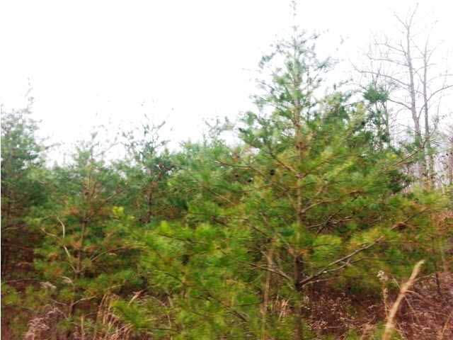 0 Tedrow Road Shoals, IN 47581 - Photo 3 of 13