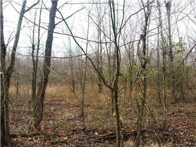 0 Tedrow Road Shoals, IN 47581 - Photo 4 of 13