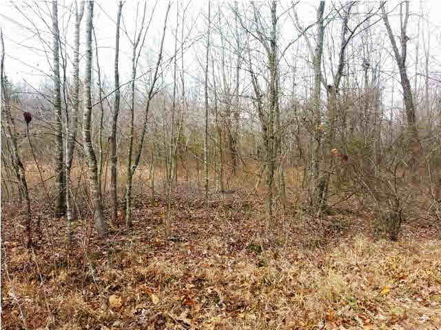 0 Tedrow Road Shoals, IN 47581 - Photo 8 of 13
