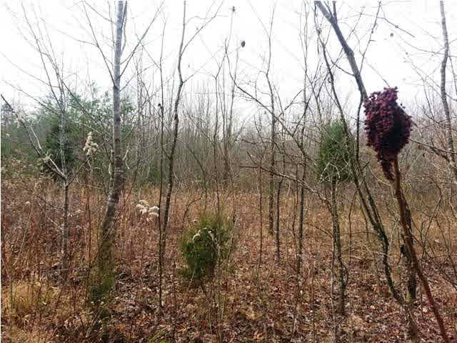 0 Tedrow Road Shoals, IN 47581 - Photo 9 of 13