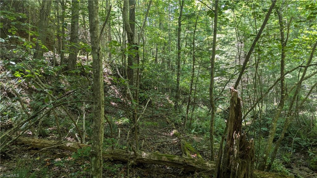 1501 Buckwheat Road McGrady, NC 28649 - Photo 21 of 50