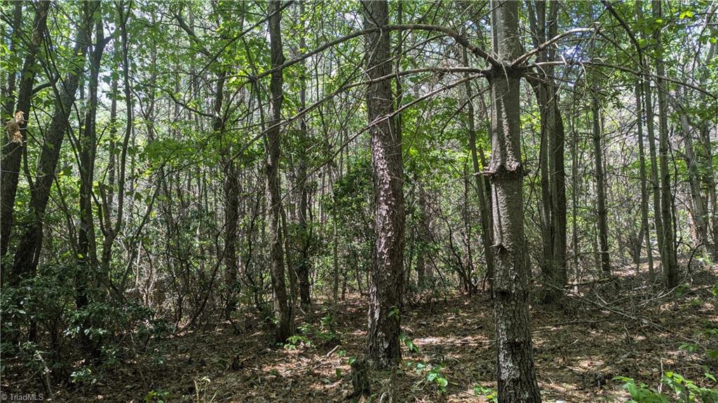 1501 Buckwheat Road McGrady, NC 28649 - Photo 34 of 50