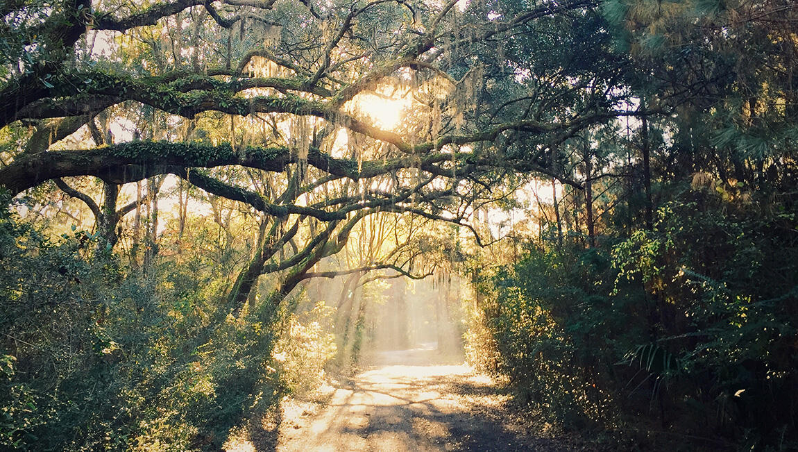 2171 Oyster Reef Lane Mount Pleasant, SC 29466 - Photo 31 of 31 OP-Trails-Sunset