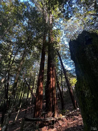 $30,000 | 24278 Tulip Drive, Willits, CA 95490