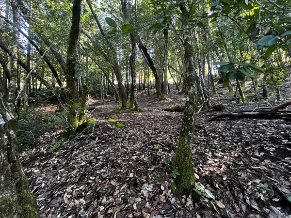 $30,000 | 24278 Tulip Drive, Willits, CA 95490