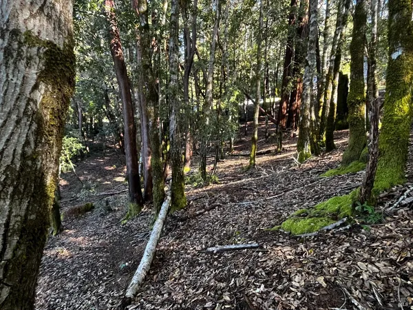 $30,000 | 24278 Tulip Drive, Willits, CA 95490