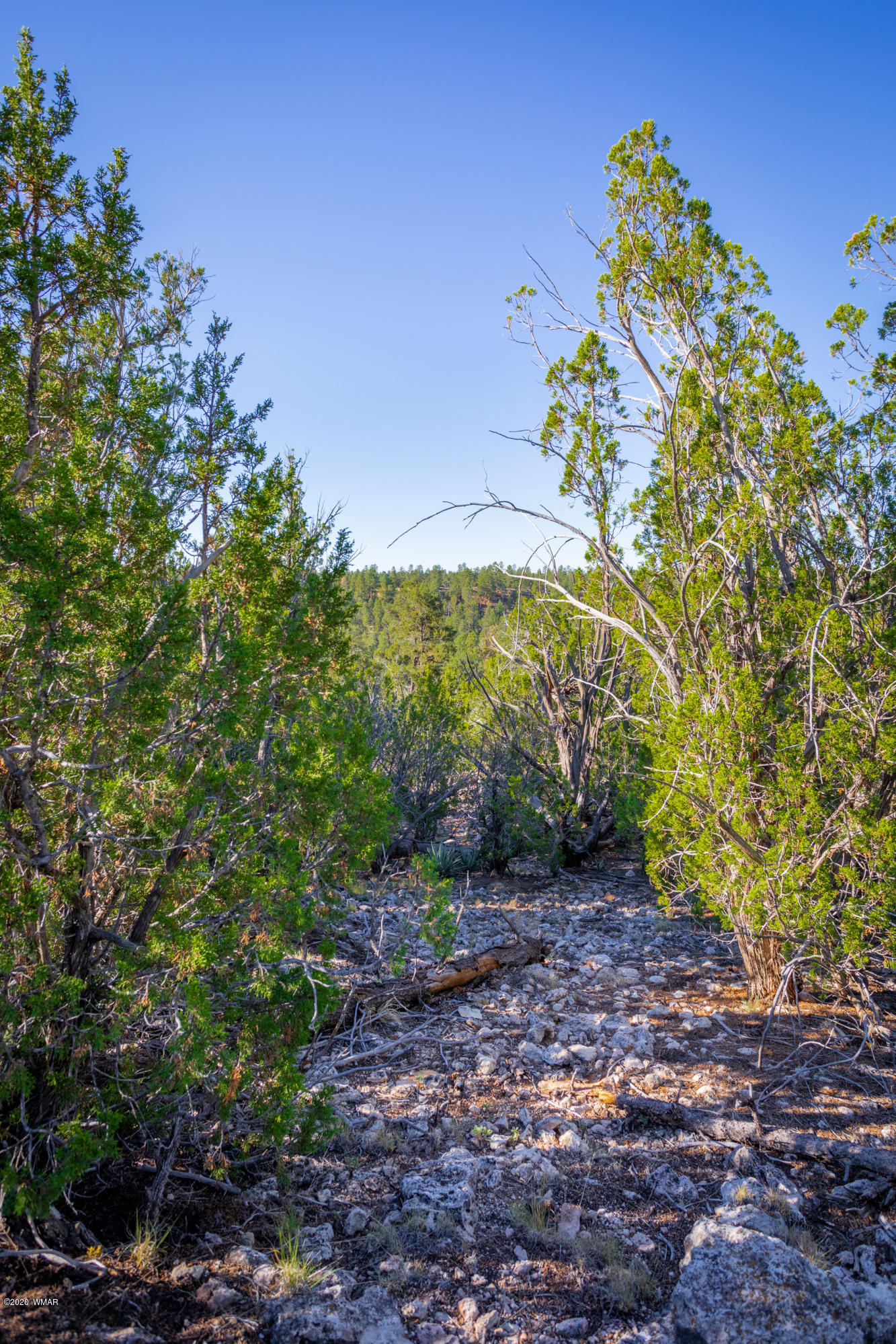 Corner Of Corner Of Hill Road Heber, AZ 85928 - Photo 12 of 29