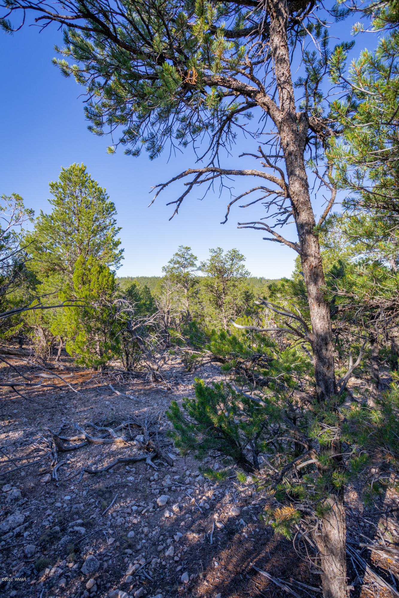 Corner Of Corner Of Hill Road Heber, AZ 85928 - Photo 13 of 29
