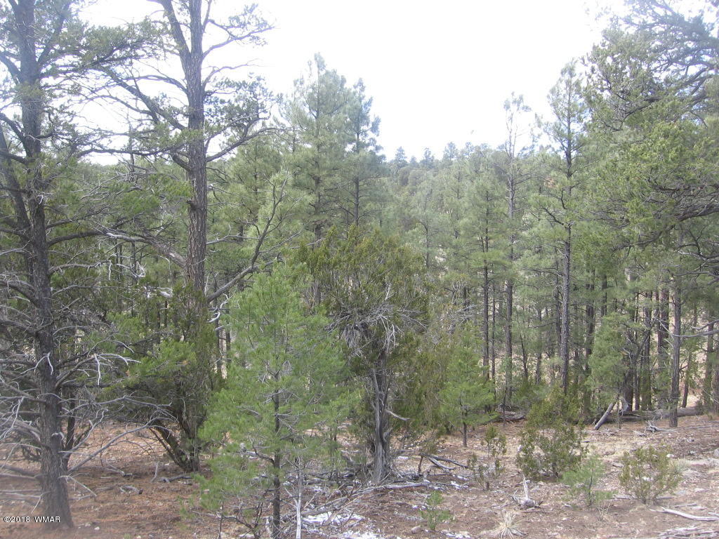 Corner Of Corner Of Hill Road Heber, AZ 85928 - Photo 20 of 29