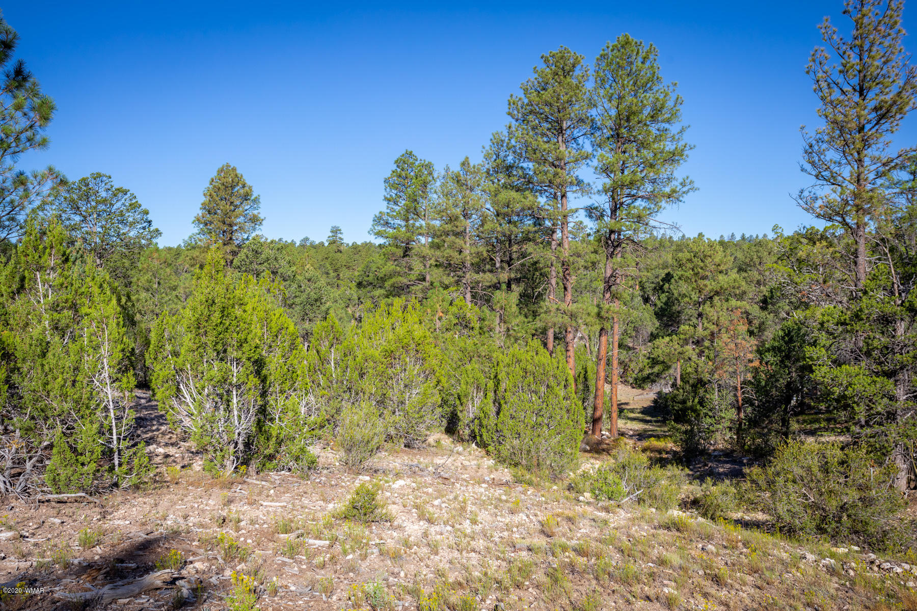 Corner Of Corner Of Hill Road Heber, AZ 85928 - Photo 5 of 29